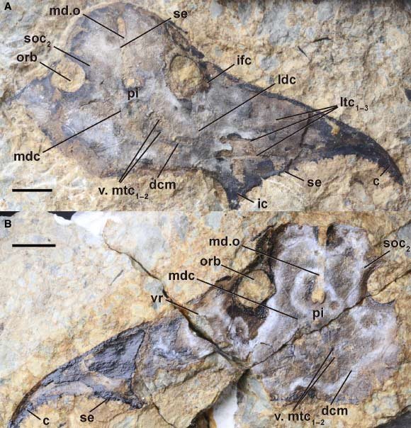 Bataspis crux, holotype. Scale bars - 1 cm. Image credit: Meng et al., doi: 10.1111/pala.70081.