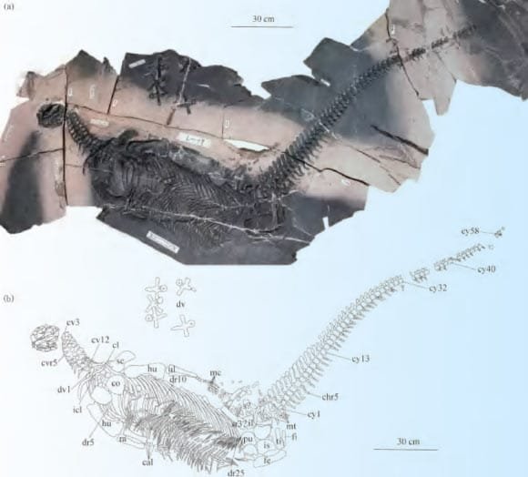 Novo réptil marinho do Triássico é descoberto na China