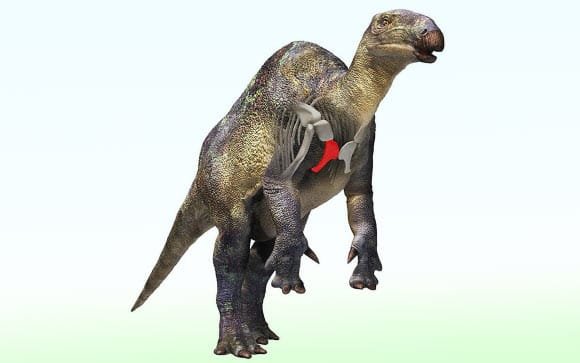 Fóssil de dinossauro iguanodontiano é encontrado no Japão