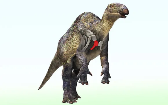 Fóssil de dinossauro iguanodontiano é encontrado no Japão