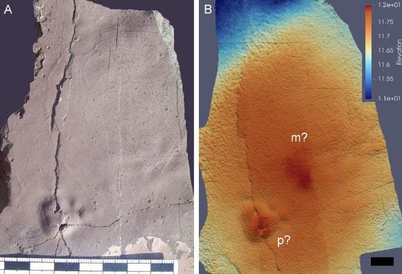 Track-bearing slab T-373 from King George Island, Antarctica. Sclae bar - 10 mm. Image credit: Mansilla-Vera et al., doi: 10.1007/s00300-026-03539-1.
