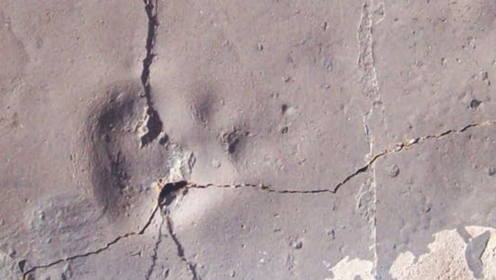 Pegada de mamífero carnívoro de 55 milhões de anos é encontrada na Antártica