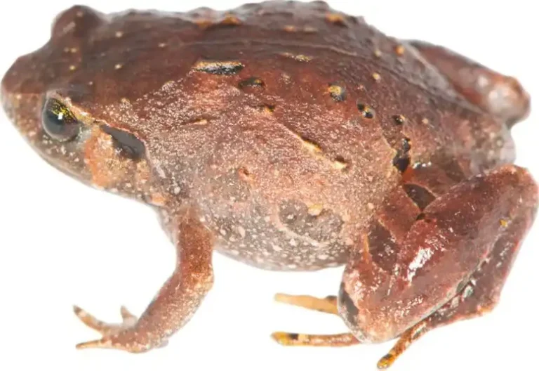 Rhombophryne mavokely, one of the newly described species of diamond frogs from Madagascar. Credit: Mark D. Scherz, Natural History Museum of Denmark.