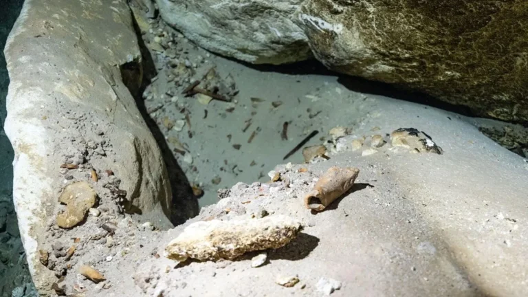 Estudo revela como ossos submersos ajudam a entender megafauna