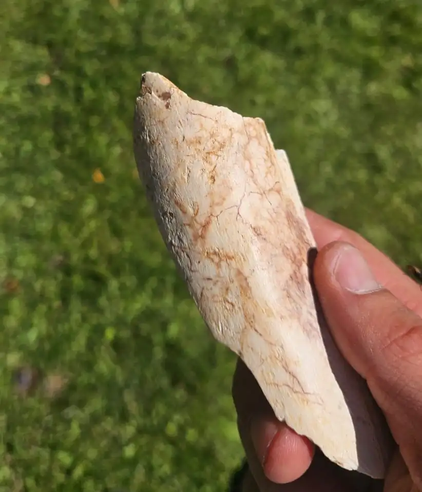 spain cave neanderthals came back generations