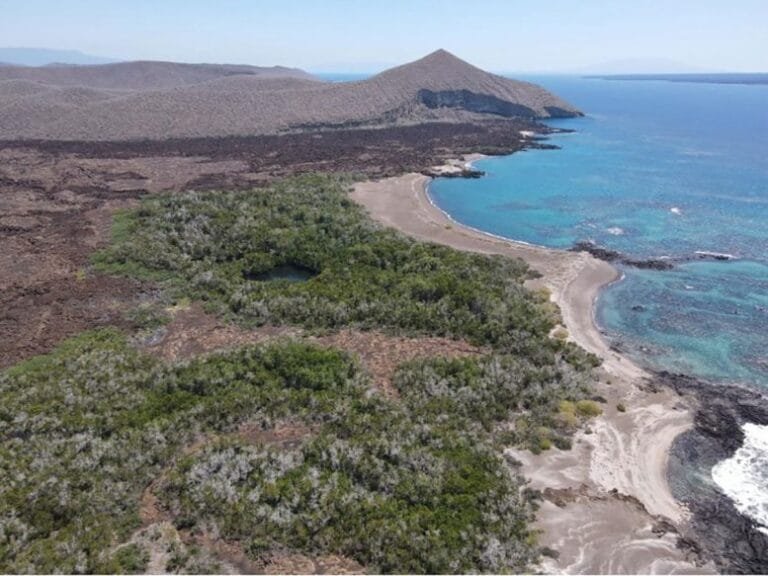 Planta das Galápagos é recuperada após risco de extinção
