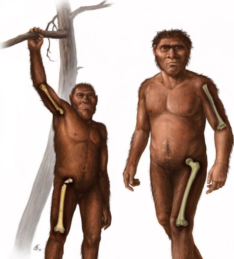 Estudo revela nova perspectiva sobre evolução humana