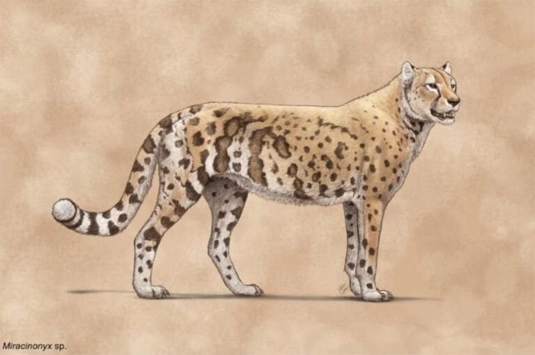 DNA antigo revela nova história do ‘guepardo americano’