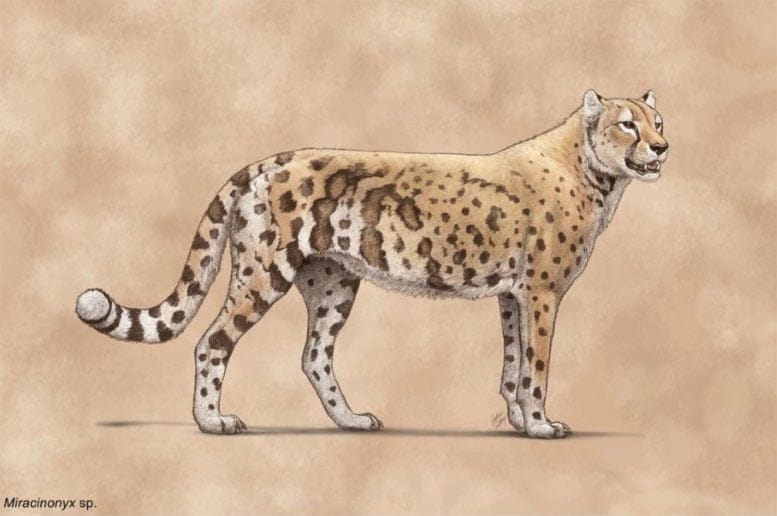 Artistic Reconstruction of Miracinonyx
