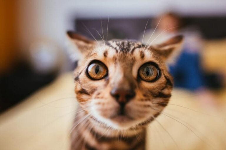 Estudo revela função de lipídios nos rins de gatos