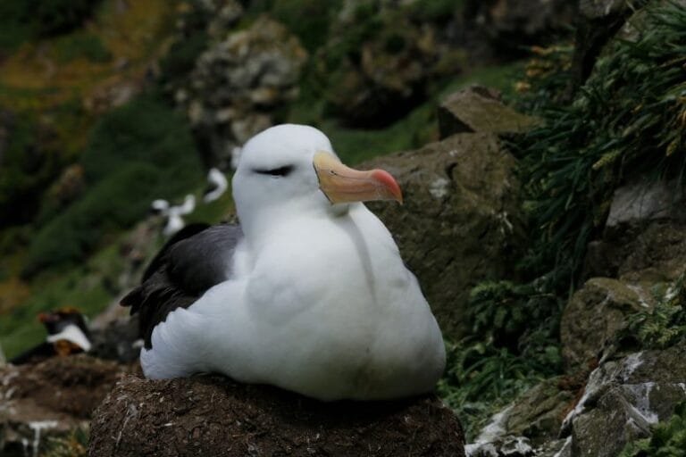 Albatrosses podem não evoluir rápido o suficiente para mudanças climáticas