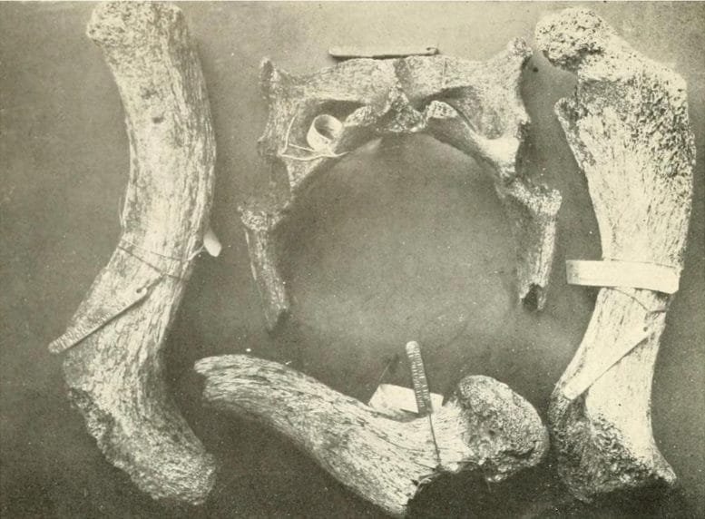 Bone Fragments From the Santa Fe Island Giant Tortoise Lineage