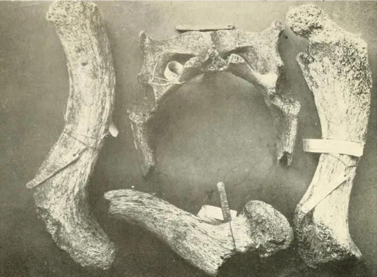 Bone Fragments From the Santa Fe Island Giant Tortoise Lineage