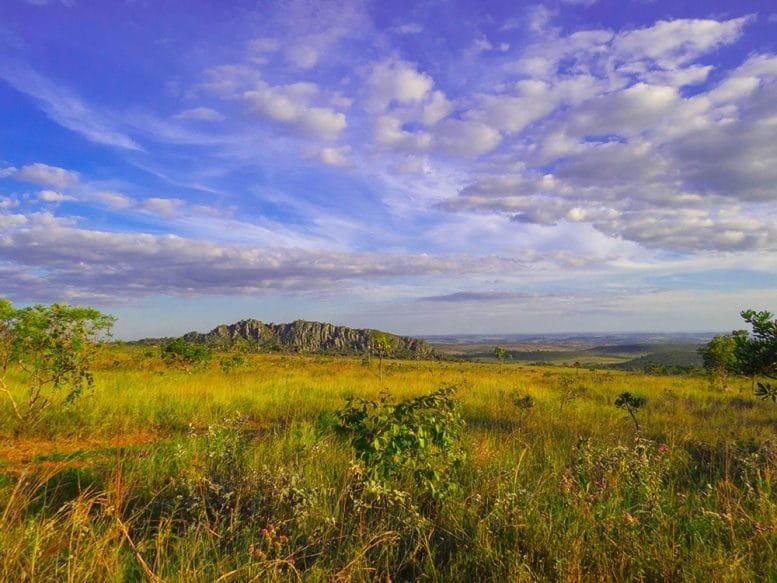 Brazilian Cerrado Savanna Landscape