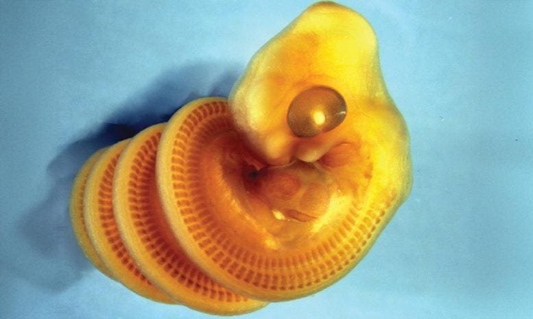 Cape house snake (Boaedon capensis) Embryo