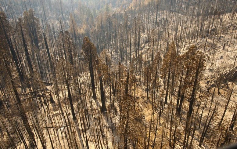 Castle Fire Aftermath 2020 Sequoia NP