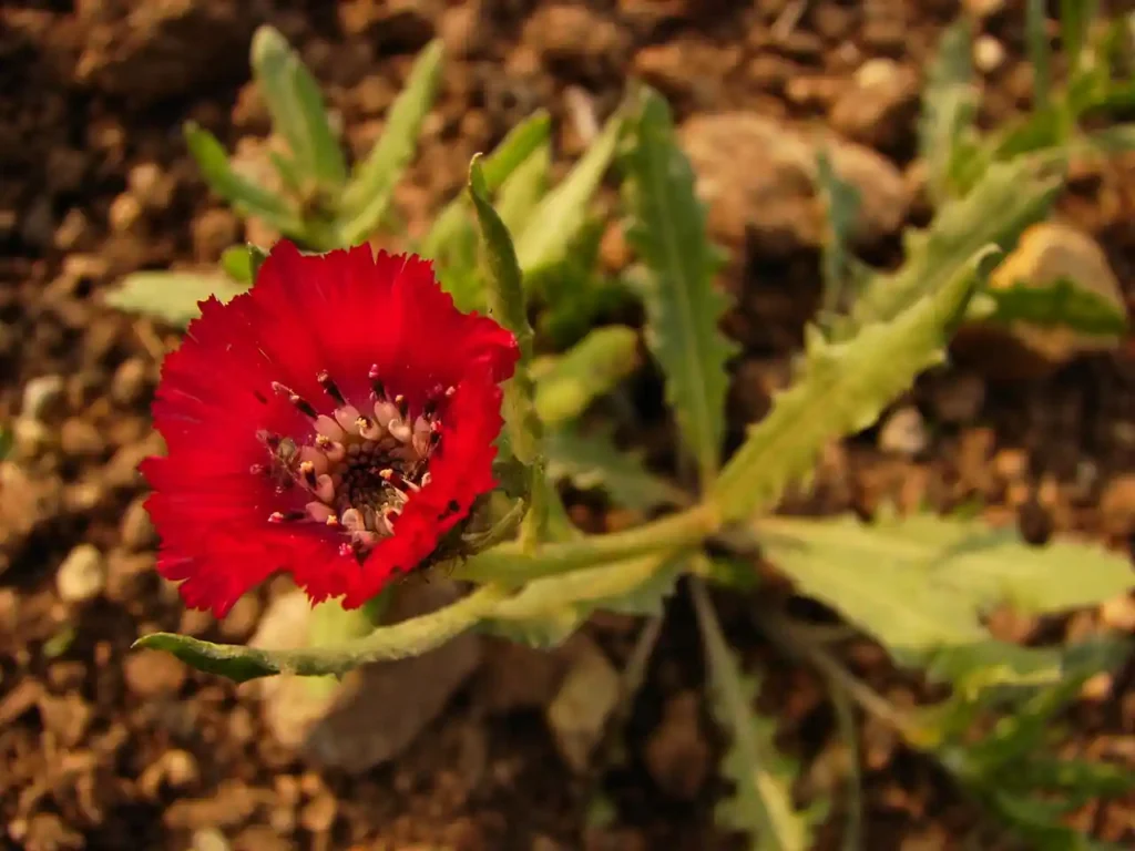 hittite vessel 4000 years old flower seeds