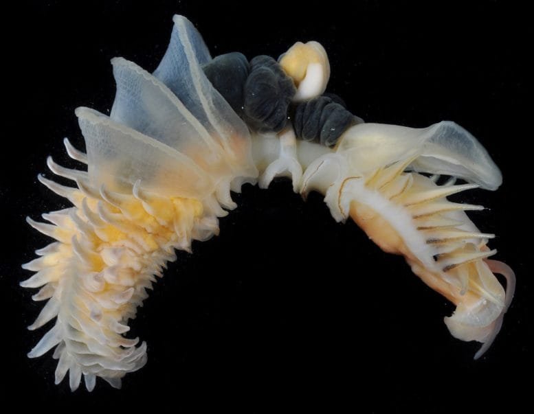 Chaetopterus Djiboutiensis Marine Worm