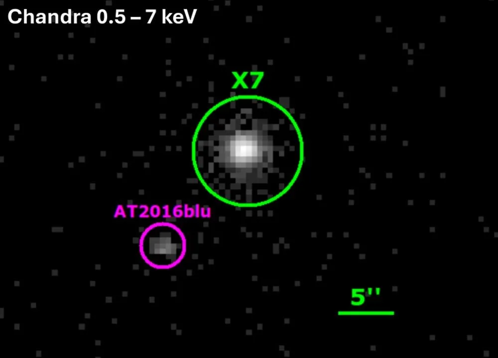 This figure shows all of the stacked Chandra images of AT 2016blu from its observations in March 2026. It also shows the nearby ULX NGC 4559 X7, an ultraluminous x-ray source. Image Credit: Aghakhanloo et al. 2026. ApJ