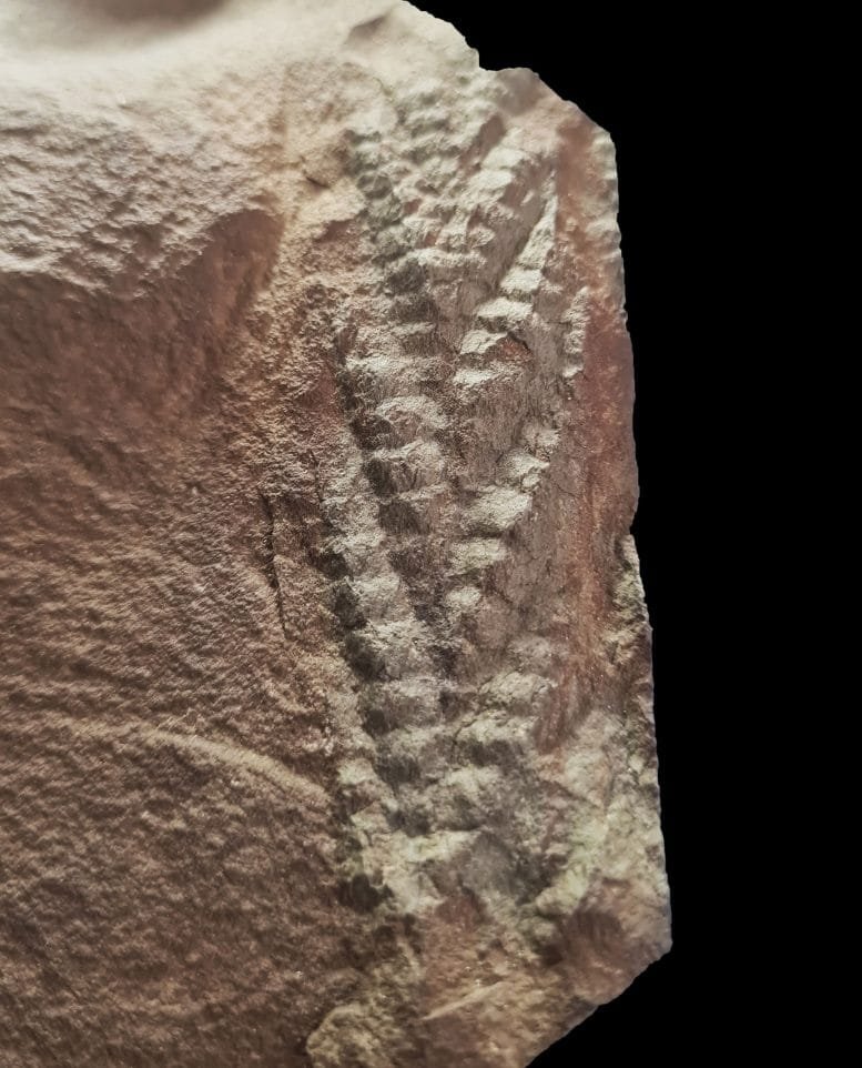 Charnia Fossil From the Norwegian Arctic