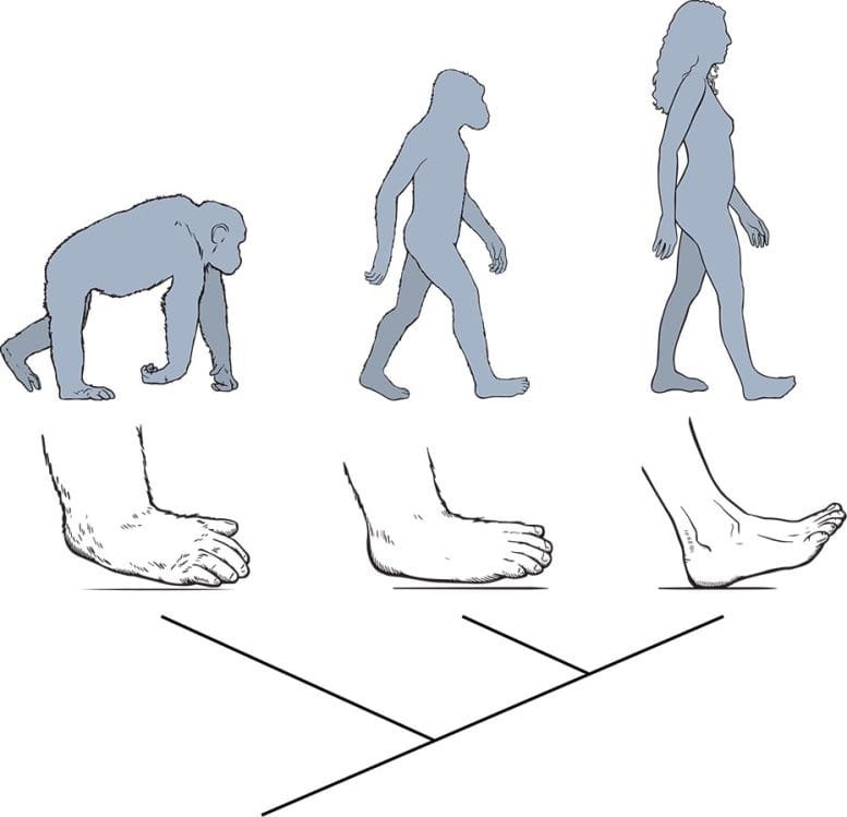 Chimpanzee and Human Foot Strike Comparison