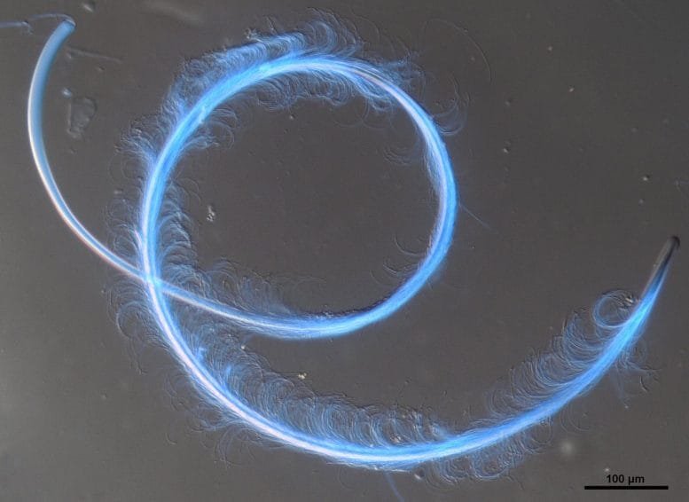 Cooperative Group of Joined Sperm Cells