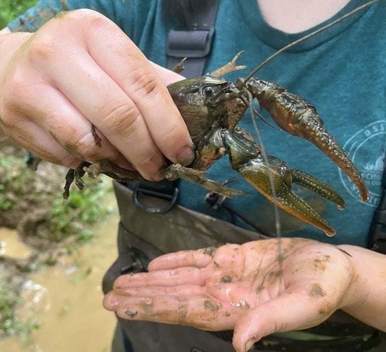 Crawzilla Crawdad