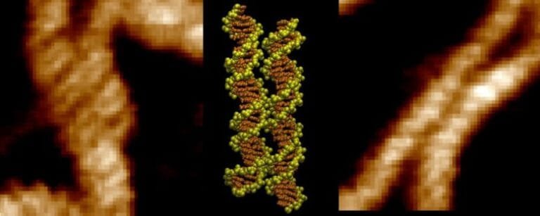 Ions metálicos ajudam moléculas de DNA a se unir com precisão