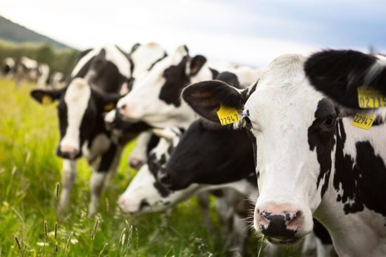 Estudo explica infecção de vacas pela gripe aviária H5N1