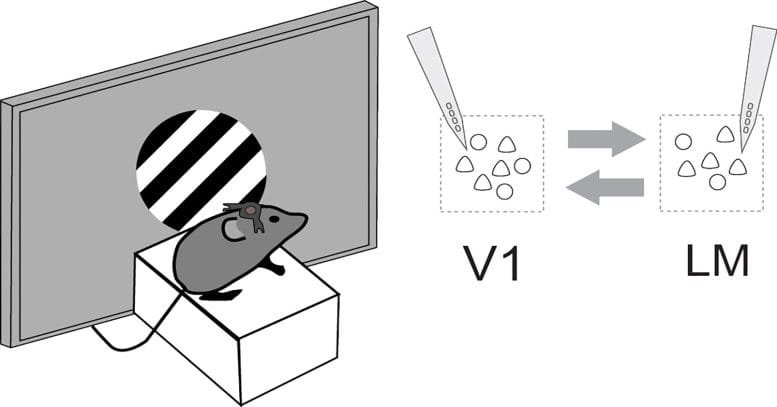 Diagram of V1 and LM Neural Circuits
