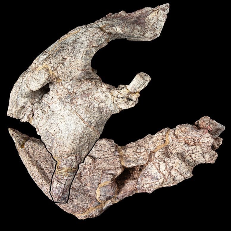 Dinodontosaurus Isiyavamanda Skull and Lower Jaw