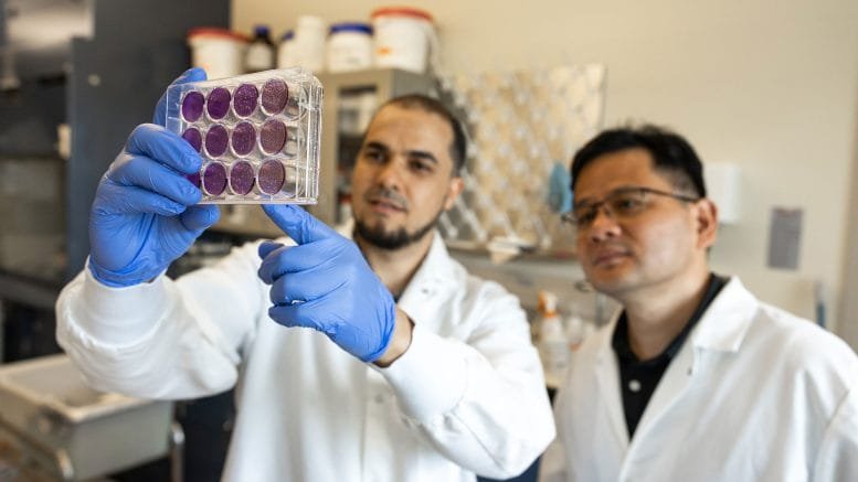 Djamal Brahim Belhaouari and Zhilong Yang Examine Cell Cultures