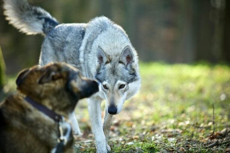A evolução dos cães: da domesticação à adaptação cultural