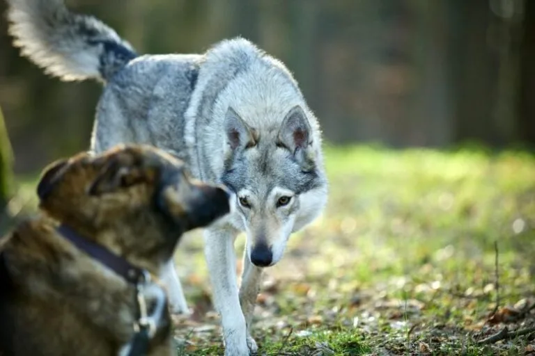 A evolução dos cães: da domesticação à adaptação cultural