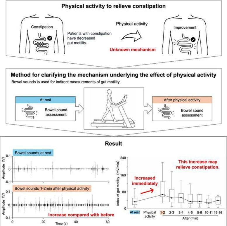 Effect of Physical Activity on Bowel Sounds as an Indicator of Gut Motility