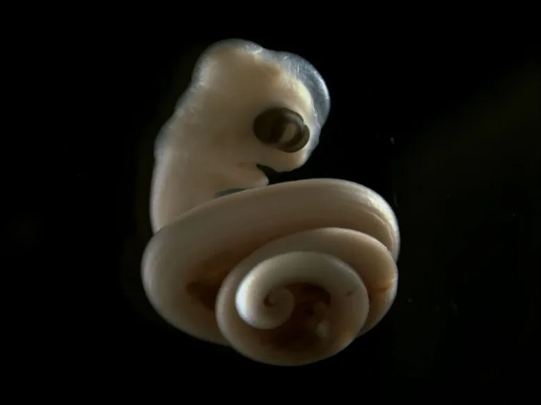 Embryo of an African House Snake
