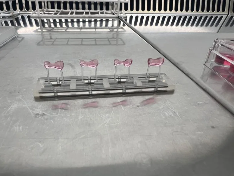 Engineered heart tissues each grown between fixed posts