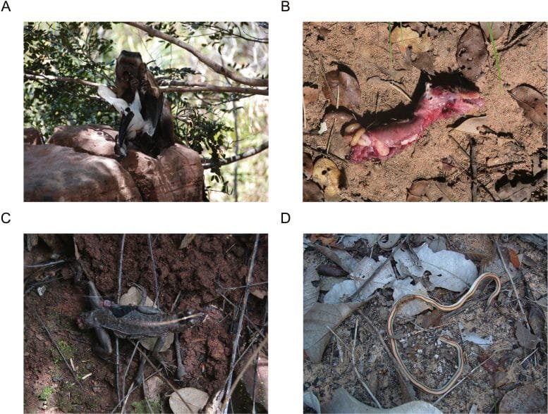 Evidence of Vertebrate Consumption at FBV