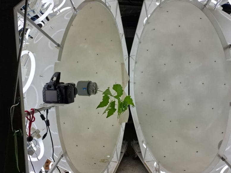 Experimental Clinostat for Tree Proprioception