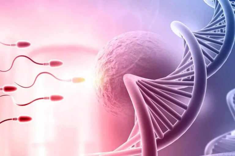 Estudo revela que espermatozoides reescrevem DNA antes do esperado