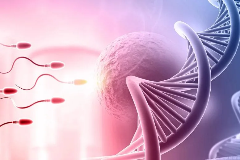 Fertilizing Egg Sperm DNA Genetics