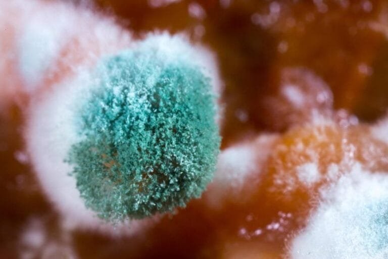 Cientistas descobrem molécula bacteriana que desarma fungo