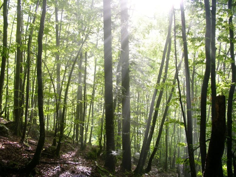 Forest in Alps