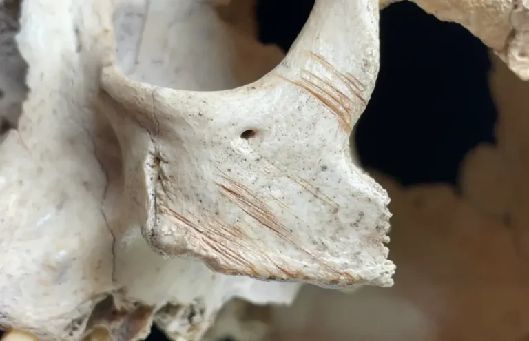 Estudo revela práticas de canibalismo na pré-história da Espanha