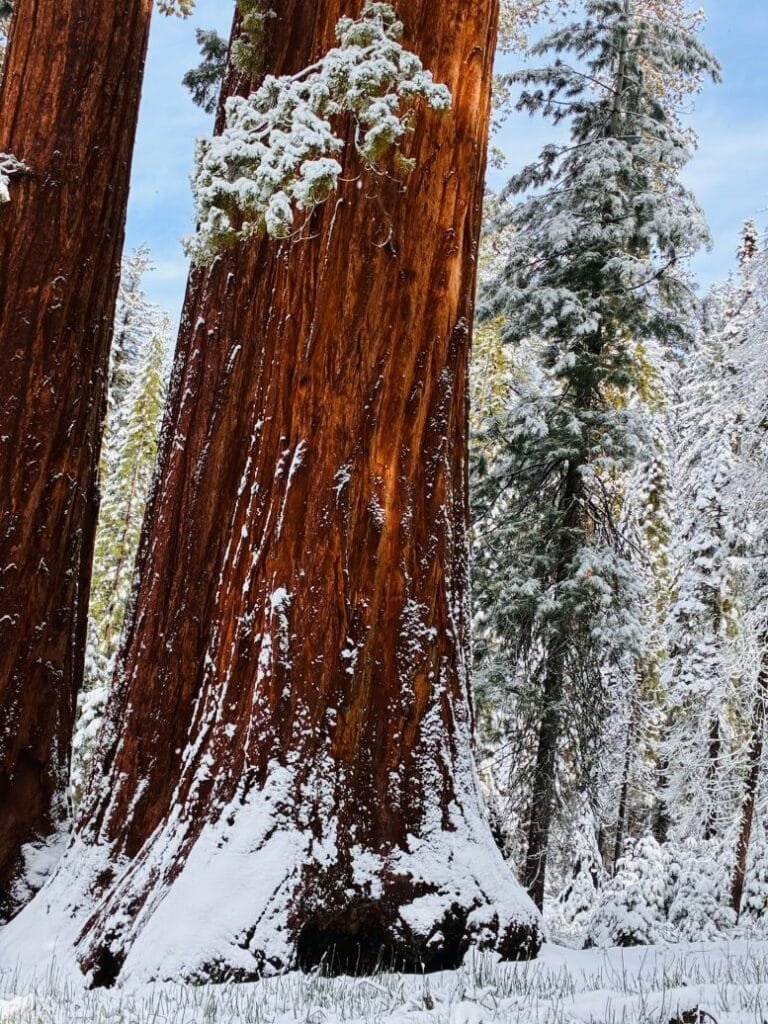 Giant Sequoia Stands in the Mariposa Grove in Yosemite National Park