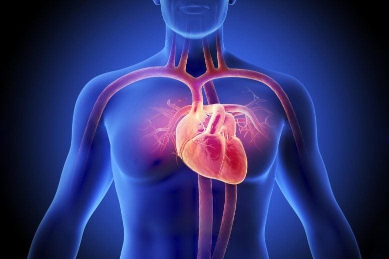 Heart Cardiology Man Anatomy Major Arteries