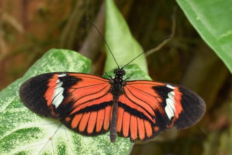 Estudo revela que borboletas Heliconius envelhecem lentamente