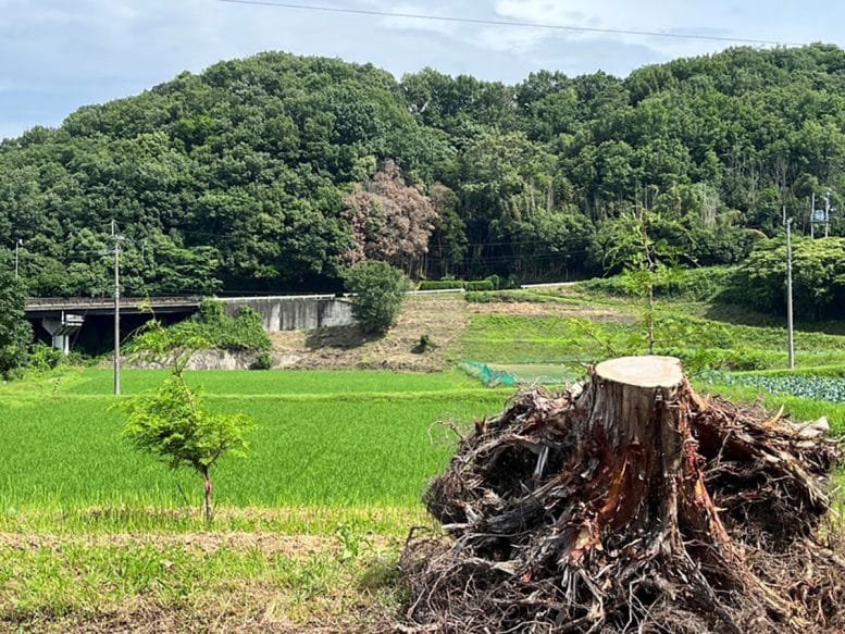 Hinoki Roots From Kagawa Prefecture, Japan