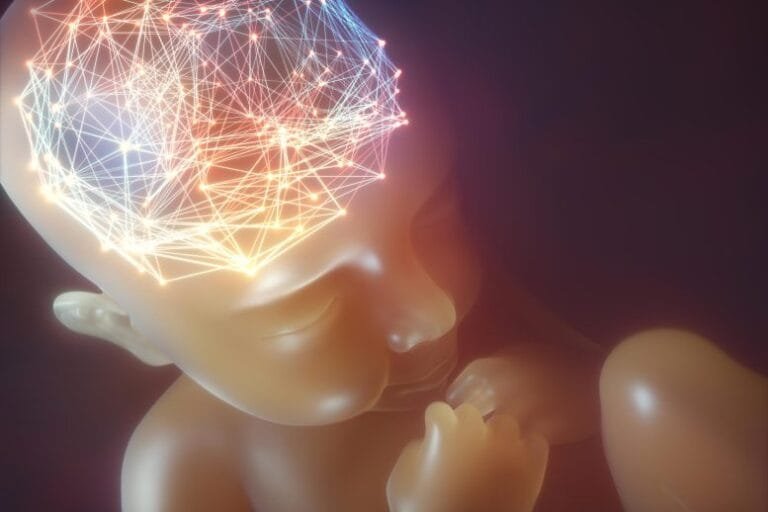 Estudo revela forças que moldam o cérebro humano antes do nascimento
