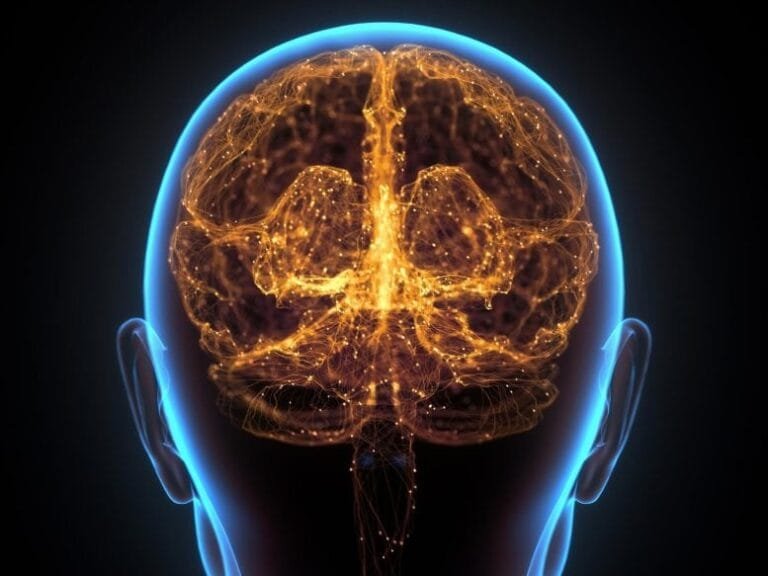 Pesquisadores da Stanford revelam divisão no desenvolvimento cerebral